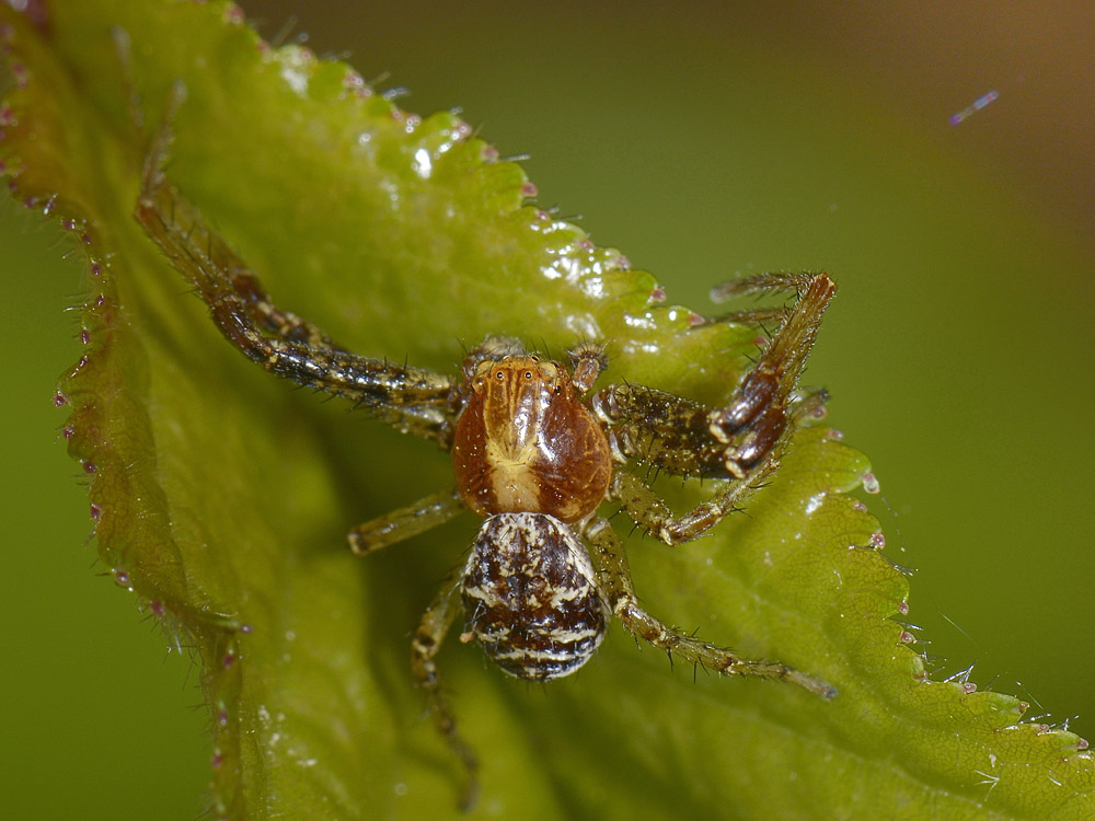 Xysticus lanio - Avigliana (TO)